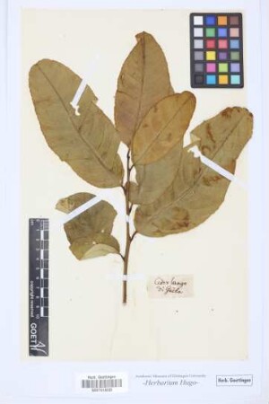Cedro