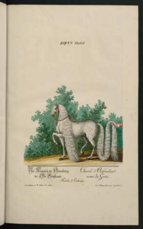 Equus Ostfris. Der Kranich zu Oldenburg in Ost-Frießland. Cheval d´Ostfriesland nomé la Grue. Familia I. Einhufige