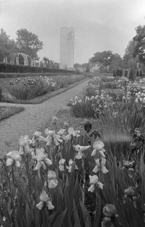 Iris-Blüte im Stadtgarten.