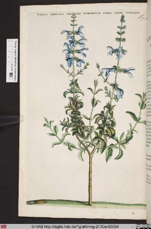 SALVIA AFRICANA FRUTESC: SCORODONIAE FOLIIS, FLORE VIOLACEO.