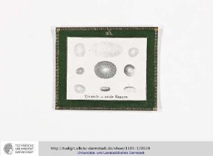 Blatt 23: Eyrunde od. ovale Kuppen