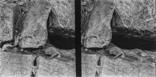 Erdkröte : Erdkröte (Bufo bufo Linnaeus).