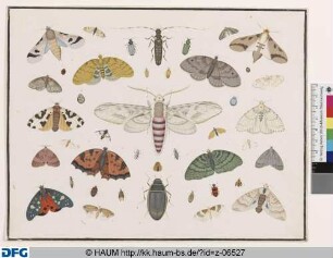 Windenschwärmer, Gelbrandkäfer, Bärenspinner und andere Falter und Insekten