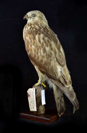 Raufußbussard