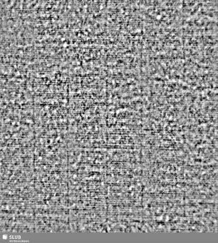 Lilie / CVC = S.1/2
