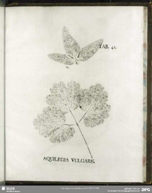 Tab. 41. Aquilegia Vulgaris. (Akelei)