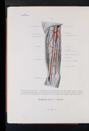 Nervi et Arteriae.