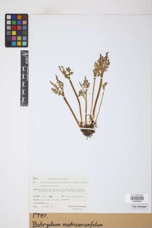 Botrychium matricariifolium (Döll) A.Braun ex W.D.J.Koch