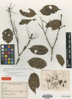 Scottellia kamerunensis Gilg [syntype]
