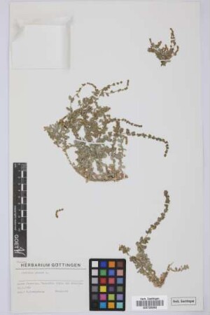 Atriplex glauca L.
