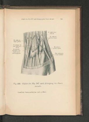 Fig. 588. Objekt der Fig. 587. nach Abtragung der Fascia dorsalis.