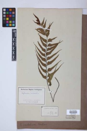 Asplenium caudatum G.Forst.