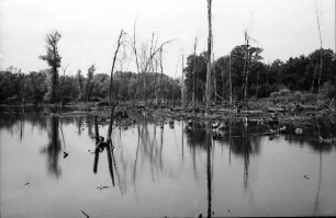 Taubergießen: Rheinwald; Naturschutzgebiet