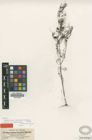Macrosiphon fistulosus Hochst. [isotype]