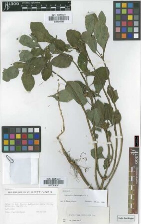 Euphorbia maculata L.