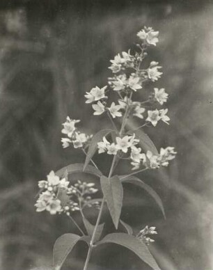 Königswartha, Gewöhnliche Gilbweiderich (Lysimachia vulgaris), auch Rispen-Gilbweiderich und Gewöhnlicher Felberich.
