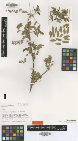 Polylepis neglecta M.Kessler [isotype]
