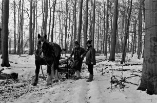 Fohlenkoppel: Landwirt Thomas Isenberg transportiert mit dem Schleswiger Kaltblutpferd Holz im Winter aus dem Wald ab