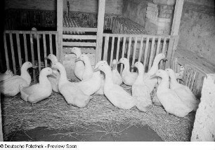 Enten im Stall