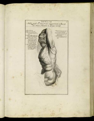 [Abbildung und Abbildungsbeschreibung] Tavola XI. [-] Tavola XV.