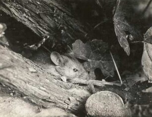 Hausmaus (Mus musculus L.), sichernd in einem Weinspalier