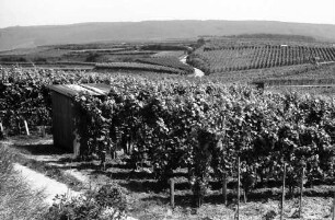 Malterdingen: Weinberge