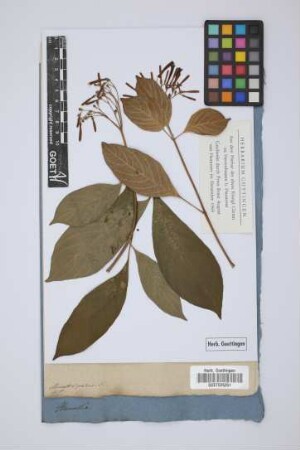 Hamellia patens L.