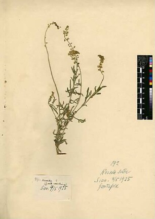 Resedaceae Reseda lutea Linné, Carl von (1707 - 1778) [Sion]