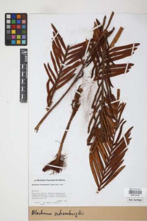 Blechnum schomburgkii (Klotzsch) C. Chr.