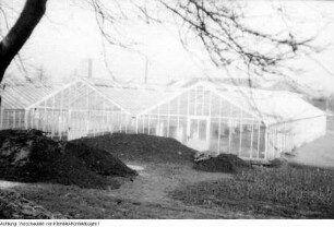 Dresden, Kaditz. Gärtnerische Produktionsgenossenschaft (GPG) Gartenbau Kaditz. Neue Gewächshäuser, 1959