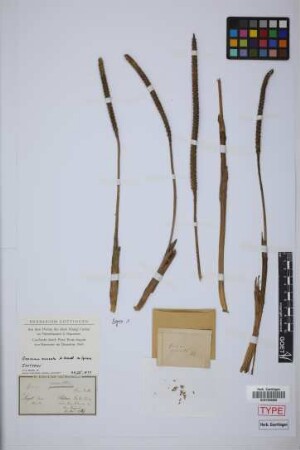 Geonoma cuneata H.Wendl. ex Spruce[isotype]