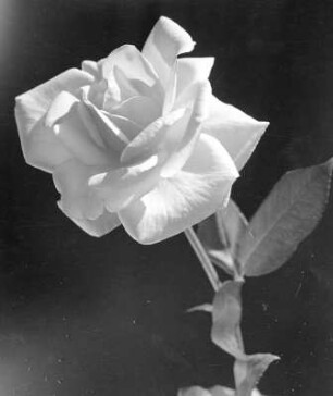Blumen. Rose