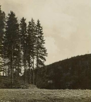 Märzenbecherwiese (Leucojum vernum) nahe der Heselichtmühle