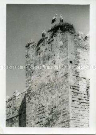 Störche auf einem Turm in Ostafrika
