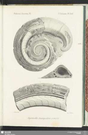 Pl. 542