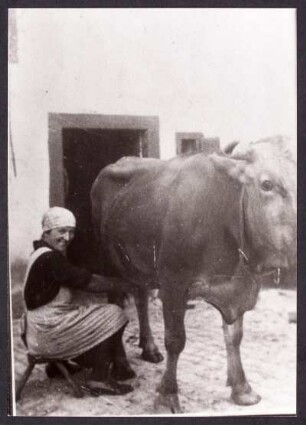 Frau beim Melken