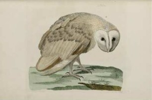 The White Owl