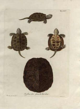 Tab. XXVI. Testudo pulchella.