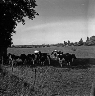 Bad Oldesloe: Rinderherde auf Weide: vorn Zaun und Baum: hinten rechts landwirtschaftliches Gerät: hinten Knicklandschaft