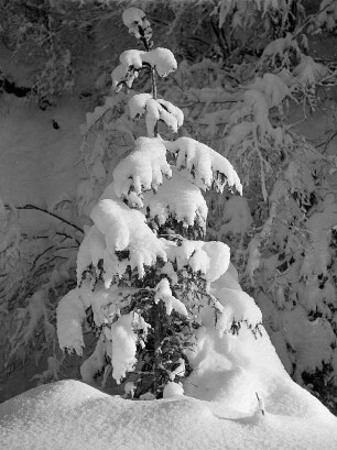 Tanne im Winter