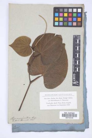 Piper marginatum Jacq.