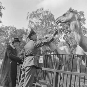 Zoologischer Garten Berlin, Wehrmachtssoldat in Uniform will ein Kamel füttern, Soldaten auf Urlaub