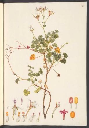 Pelargonium fragrans, Blatt 259
