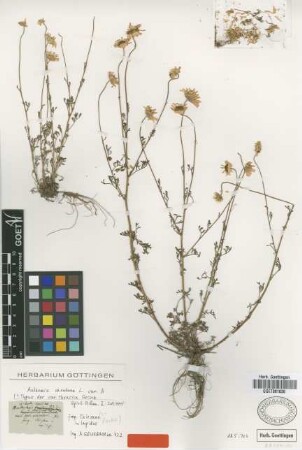 Anthemis montana L. var. thracica Griseb.[type]