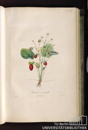 Pl. XXXVIII. Fraisier à une feuille.