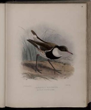 Charadrius Rufiventer.