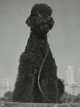 Unser Hund "Bliss" im Central Park