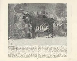 Persischer Tiger