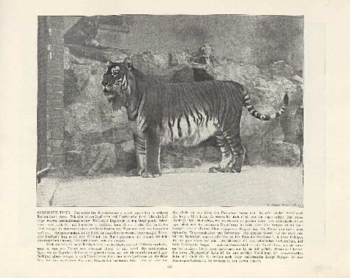 Persischer Tiger