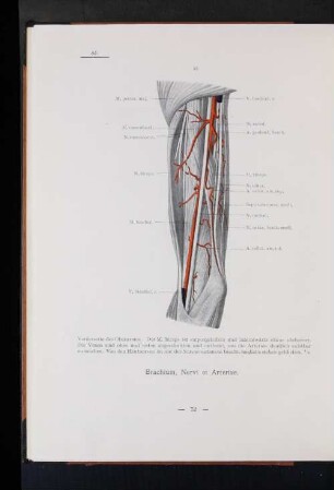 Nervi et Arteriae.